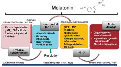 An Assessment of Melatonin’s Therapeutic Value in the Hypoxic-Ischemic Encephalopathy of the Newborn